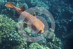 large spot fin porcupinefishÂ swimming over the coral reef during freediving